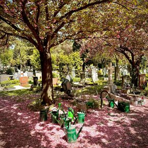 Blütenmeer am St. Barbara Friedhof